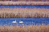 Swans In The Swale_26517